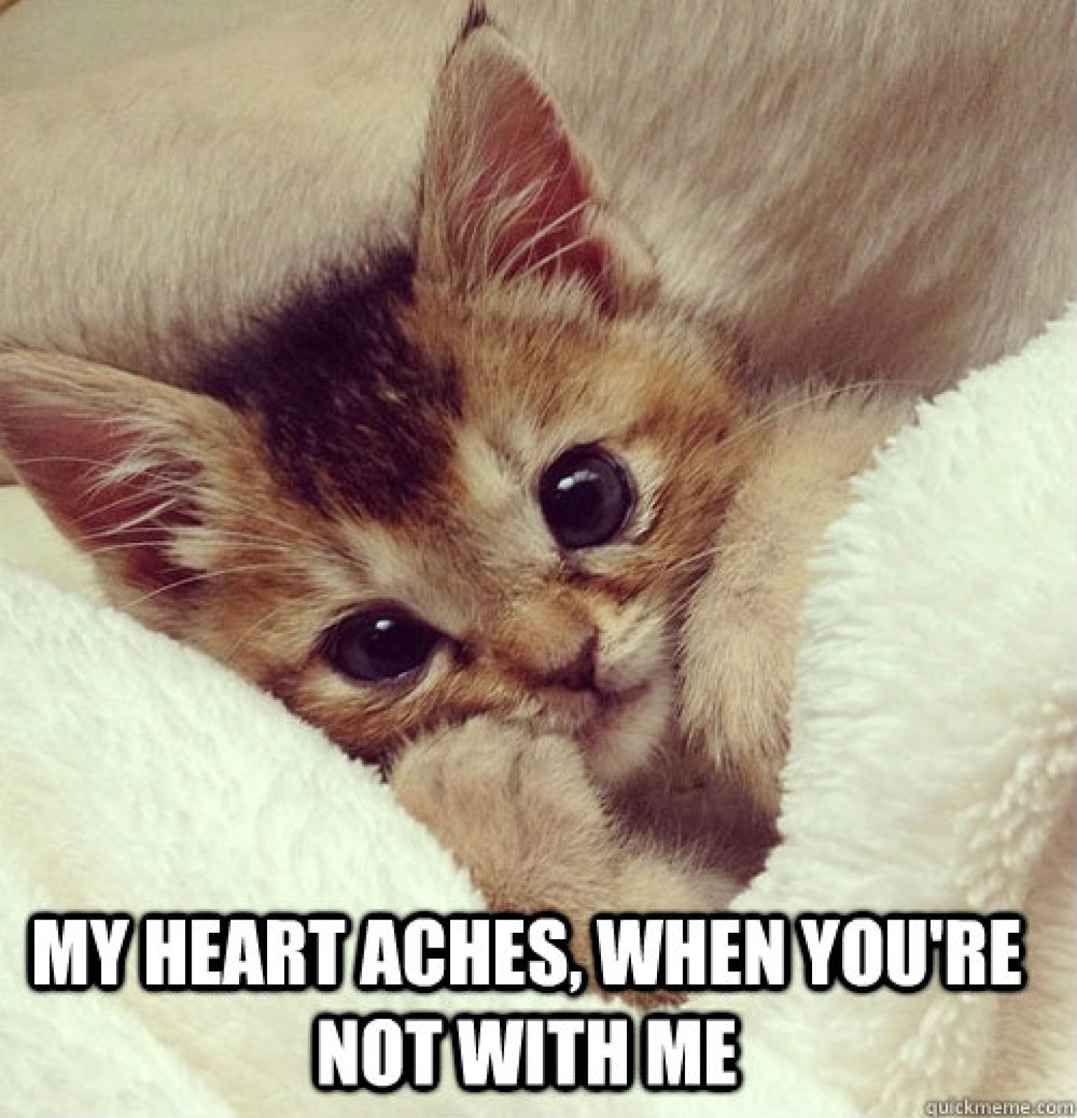 5 Cutest Cat memes ever!