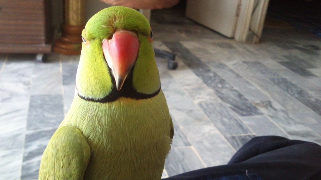 SocioFab.com - Parakeet Love