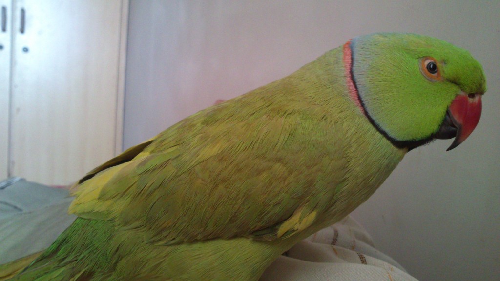 SocioFab.com - Parakeet status