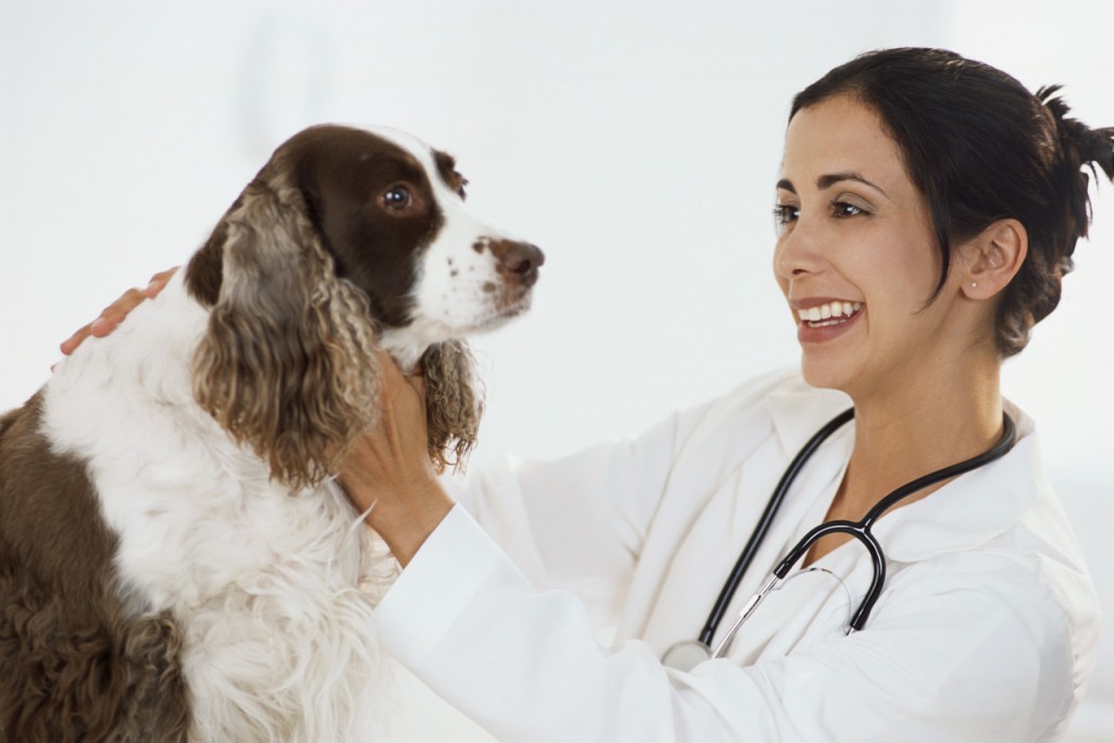 lady vet