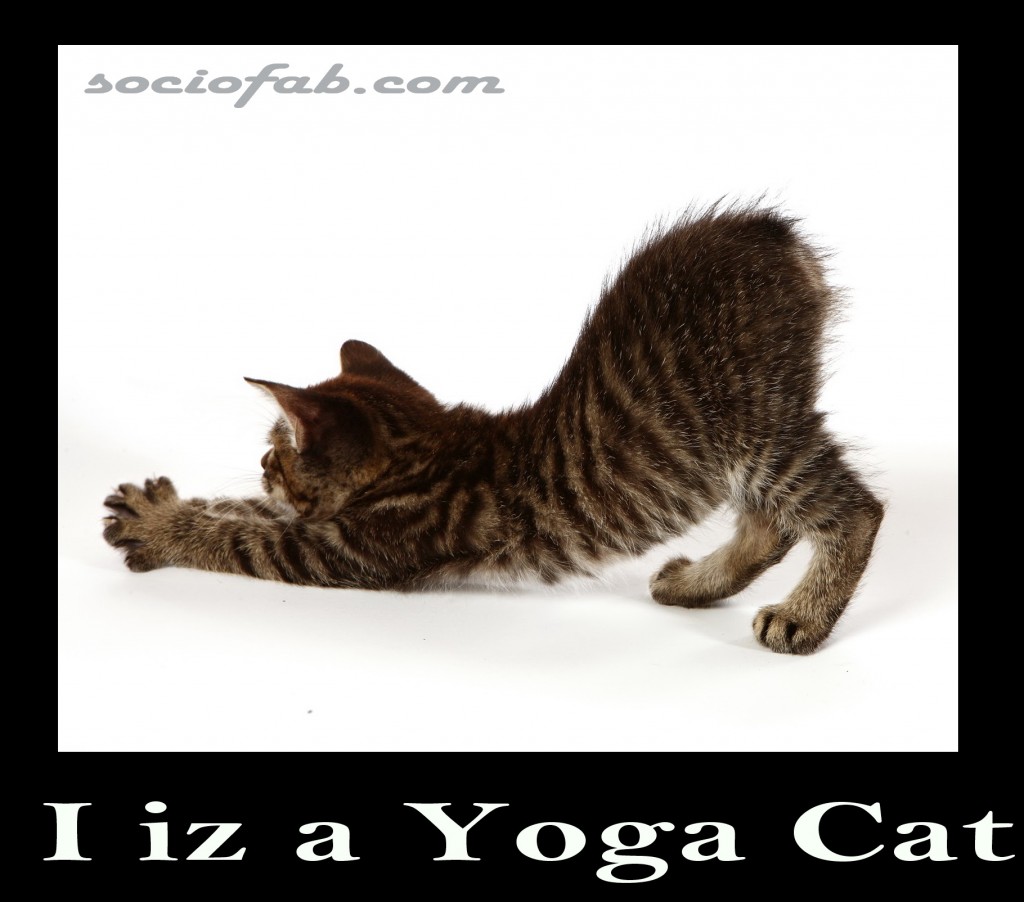 yoga cat