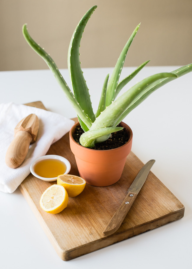 Honey and Aloe Vera Plus Lemon as a Hair Mask for Dandruff or Dryness |  
