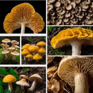 Cognitive Boosters with Mushrooms