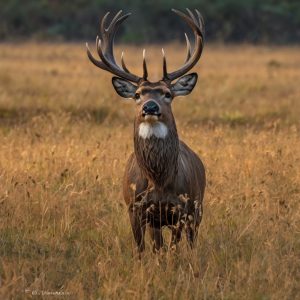 Getting Closer to Your Subject with the Right Lens Conversion Rigs