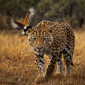 Getting Past Your Fear - Shoot the Unusual Creatures of Nature