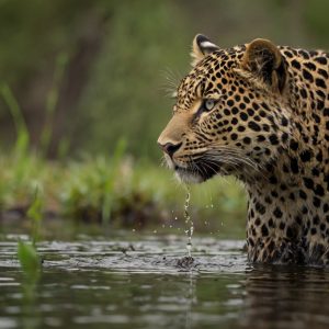 Focal Length Conversion