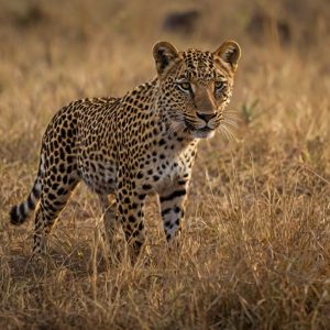 The Science Behind Slow Shutter Speeds in Wildlife Photography