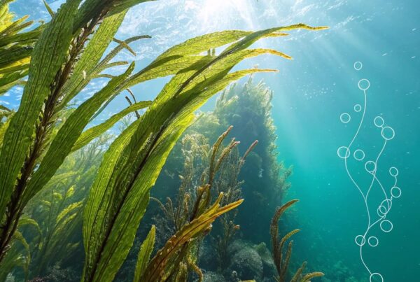 Unlocking the Potent Nutrition in Seaweed Debunking Common Misconceptions About Its Health Benefits 